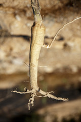 Big root of datura