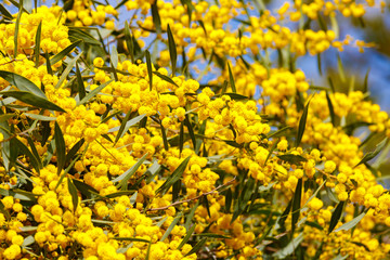 Bright ripe mimosa flowers