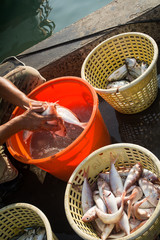 Obraz na płótnie Canvas Washing fish at port