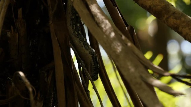 Python snake in natural environment hunting in forest - Diamond Python