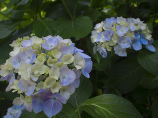 紫陽花