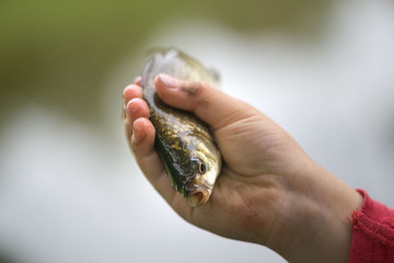 Caught a small fish in children's palms.