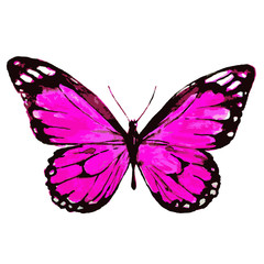 beautiful pink butterfly,watercolor,isolated on a white
