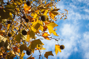Yellow autumn leaves on a tree against a blue sky with white light clouds