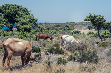 Fototapeta na wymiar Goats graze on a meadow of mountain at sunset of Greece. Cow on the mountain opposite sea