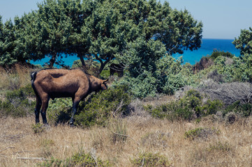 Fototapeta premium Goats graze on a meadow of mountain at sunset of Greece. Cow on the mountain opposite sea