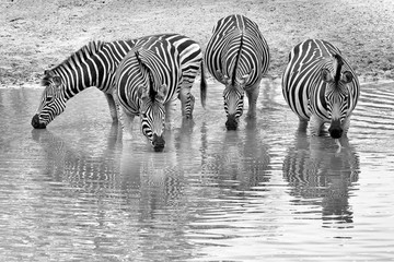 Fototapeta na wymiar Zebra waterhole
