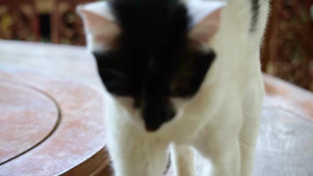 White cat with black face with yellow eyes, looks bored and sleepy in slow motion 120fps