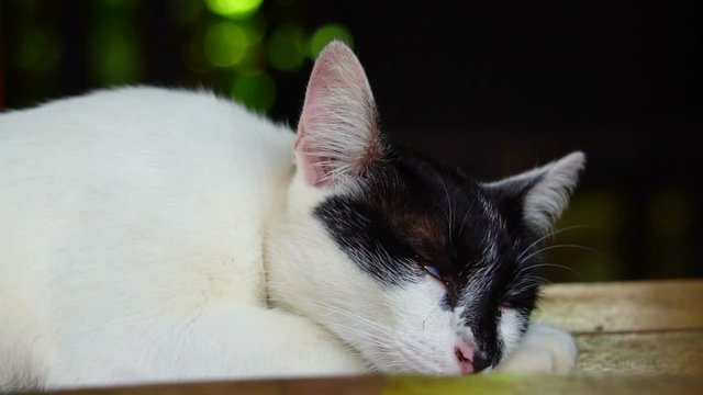 White cat with black face with yellow eyes, looks bored and sleepy in slow motion 120fps