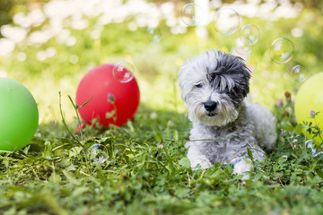 white small poodle  dog celebrating his birthday party in the park with balloons