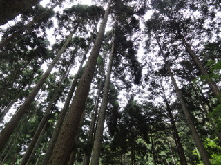 Fototapeta premium 森の中