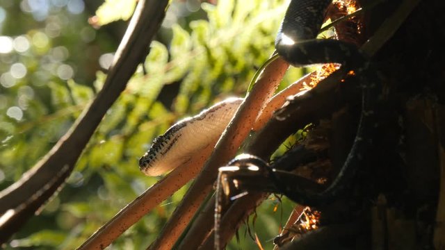 Python snake in natural environment hunting in forest - Diamond Python