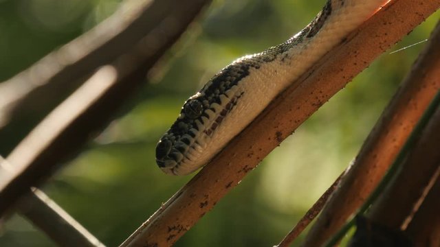 Python snake in natural environment hunting in forest - Diamond Python