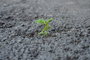 Little flower sprout grows through urban asphalt ground