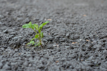 Little flower sprout grows through urban asphalt ground