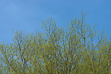 tree branch in the spring season.