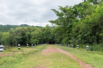 Ground road to the rain forest.