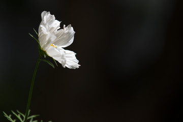 weisse blume auf schwarze, hintergrund, hoffnung © Mariusz_arts