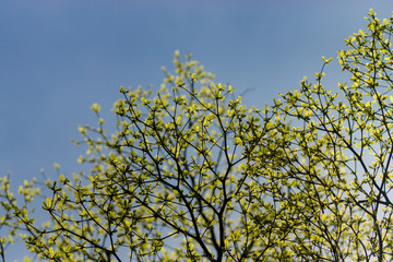 tree branch in the spring season.