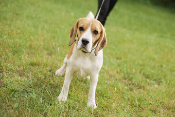 Dog of the Beagle breed on a walk