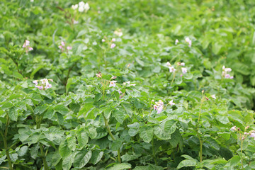 Blooms potatoes field