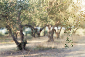 Fototapeta premium A detail closeup of green olives in olive grove with selective focus on the olive branch