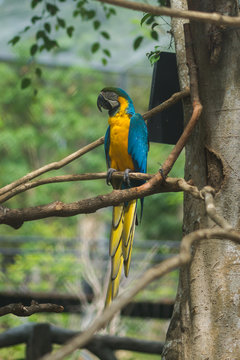 Blue yellow parrot macaw.