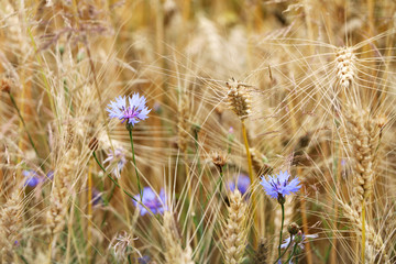cornflowers grows wheat field