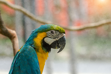 Blue yellow parrot macaw.