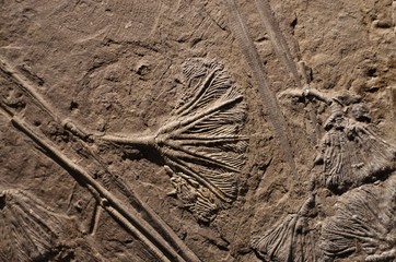 ウミユリの化石 © goro20