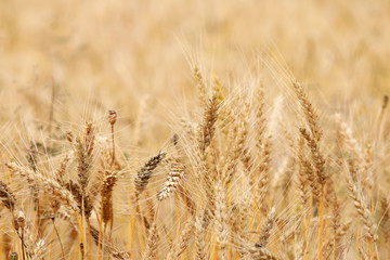 Mellow wheat field