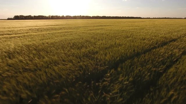 Impressive aerial shot of an ears of wheat in the sunset