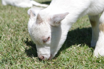 Obraz premium ヤギ