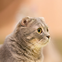 猫物語
