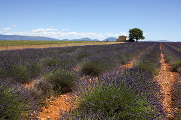 lavandes en Provence