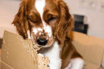 English Sspringer Spaniel puppy playing