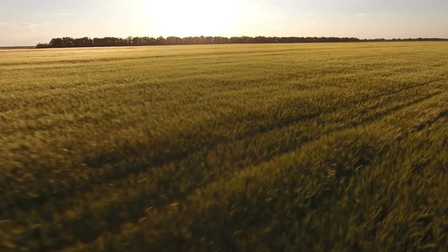 Flight over the wheat field at sunset, aerial shot