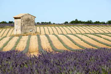 lavandes en Provence