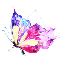 Naklejka na ściany i meble beautiful pink butterfly,watercolor,isolated on a white