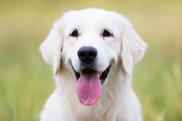 Portrait of a golden retriever dog