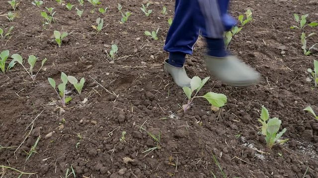 Hand of a farmer giving chemical fertilizer to young green plants