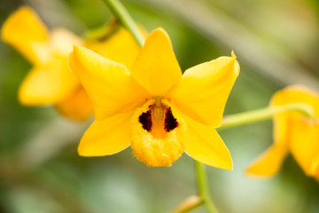 Fototapeta premium Yellow orchid flowers in the flower garden