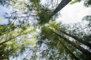 lower angle shot, under the trunk of sea oak tree (Casuarina equisetifolia) park