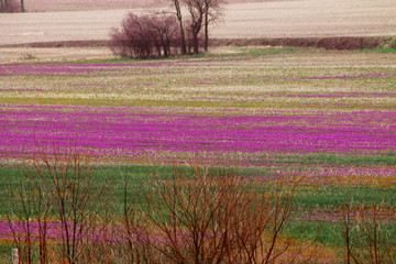 Spring Field