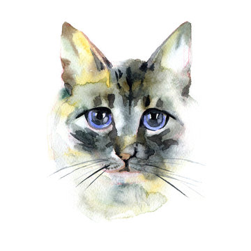 Siamese longhair cat. Balinese cat. Watercolor hand drawn illustration