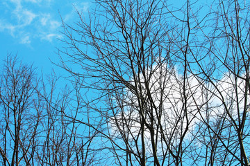 Winter Trees