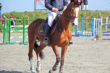 Cheval lors d'un concours hippique