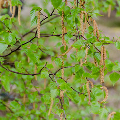One birch full of pollen in spring