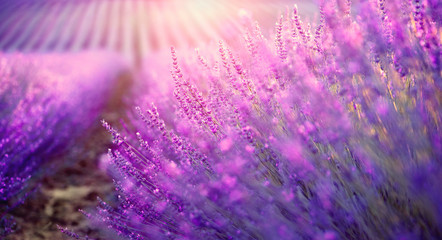 Lavender field in Provence, France. Blooming violet fragrant lavender flowers