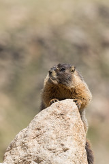 Yellow-bellied Marmot